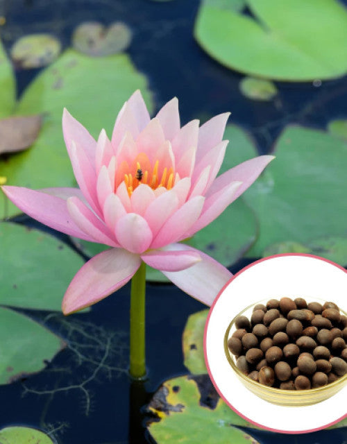 Magical Lotus Seeds ( Pack Of 20 )