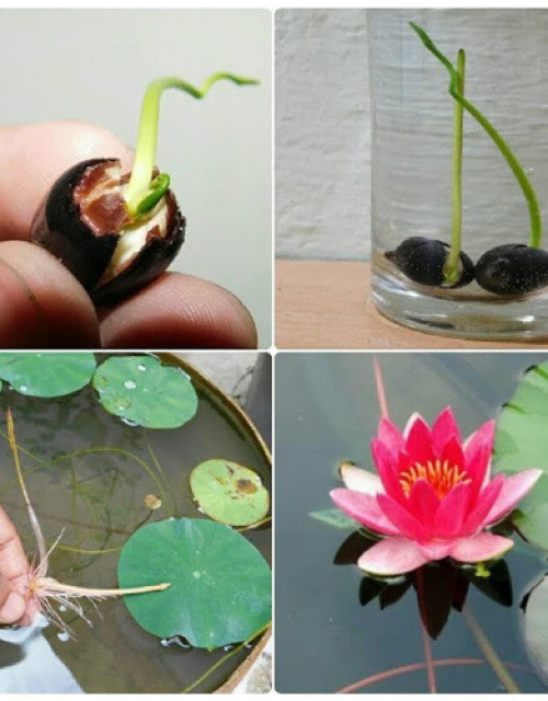 Magical Lotus Seeds ( Pack Of 20 )